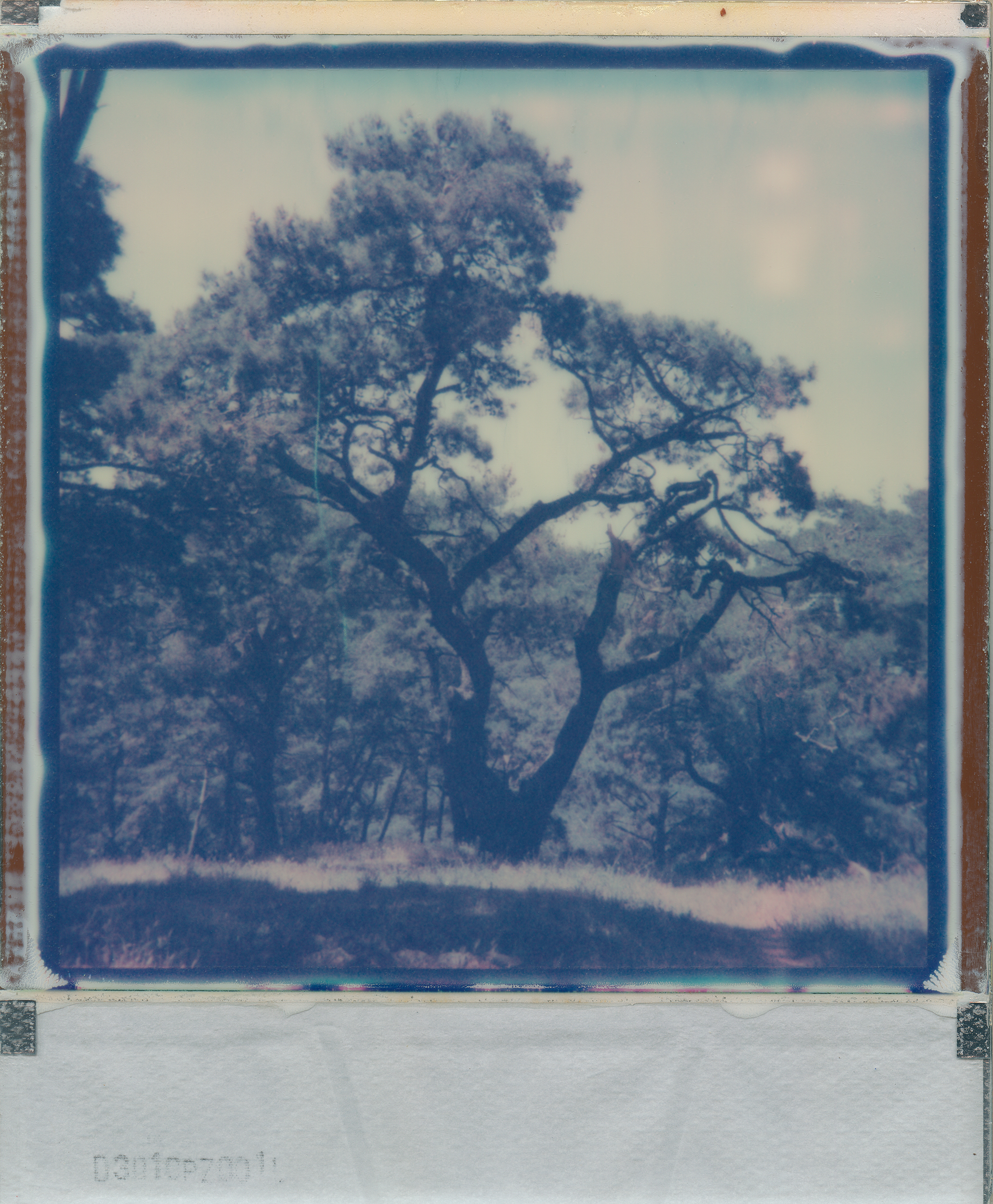 The last of its kind