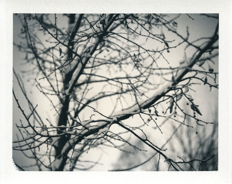 Under the linden tree